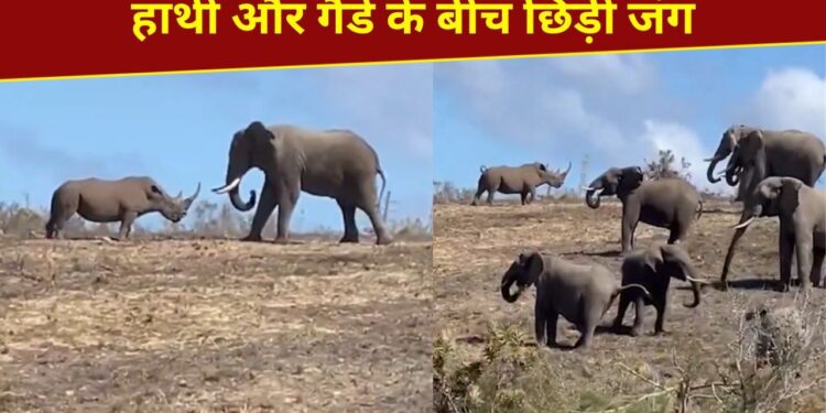 VIDEO: विशालकाय हाथी से भिड़ा गैंडा, फिर जो हुआ…हिम्मत देख आप भी कहेंगे ‘वाह’