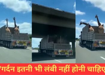 VIDEO: ओवरब्रिज से टकराई जिराफ की गर्दन, फिर जो हुआ…देख लोगों को नहीं हुआ यकीन