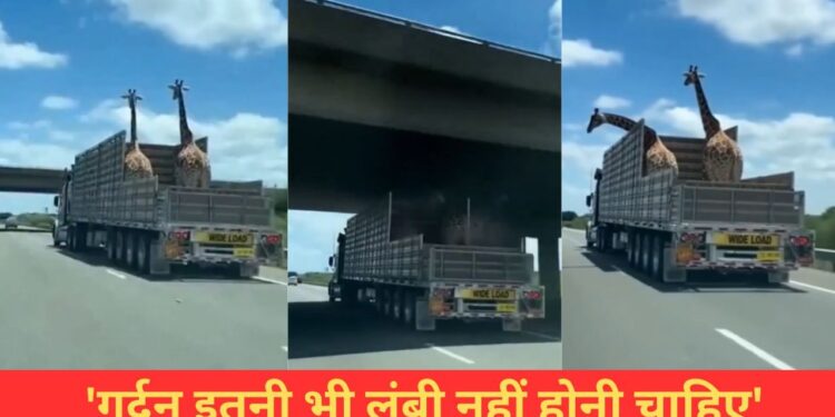 VIDEO: ओवरब्रिज से टकराई जिराफ की गर्दन, फिर जो हुआ…देख लोगों को नहीं हुआ यकीन