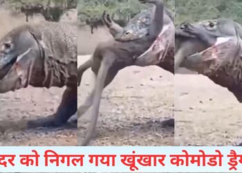 शैतान का दूसरा नाम है ये जानवर, देखिए कैसे बंदर को निगल गया; चौंका देगा VIDEO