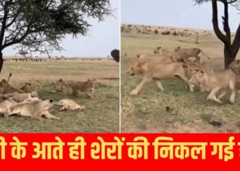 Viral Video: हाथी की ठाठ के आगे निकली शेर और उसके परिवार की हवा, एंट्री लेते ही उतर गया ताकत का सारा भूत