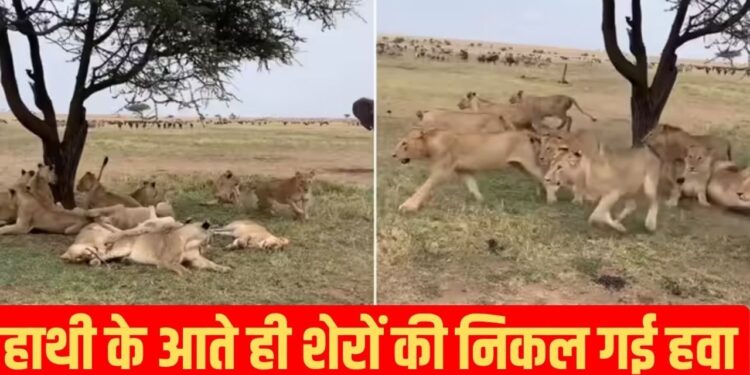 Viral Video: हाथी की ठाठ के आगे निकली शेर और उसके परिवार की हवा, एंट्री लेते ही उतर गया ताकत का सारा भूत