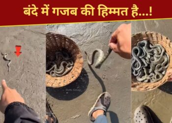 बंदे ने 100 से अधिक जहरीले सांपों की बचाई जान, VIDEO देख लोगों को नहीं हो रहा यकीन