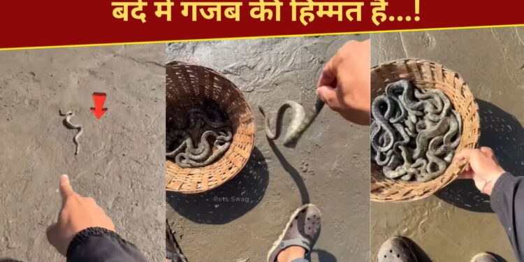 बंदे ने 100 से अधिक जहरीले सांपों की बचाई जान, VIDEO देख लोगों को नहीं हो रहा यकीन