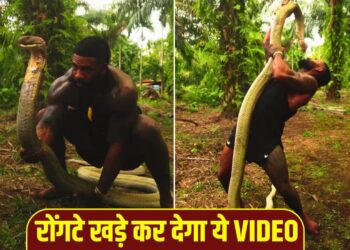 VIRAL: खतरनाक किंग कोबरा को शख्स ने हाथों से उठाया, सांप ने पलटकर ऐसे घूरा, VIDEO देख रोंगटे खड़े हो जाएंगे