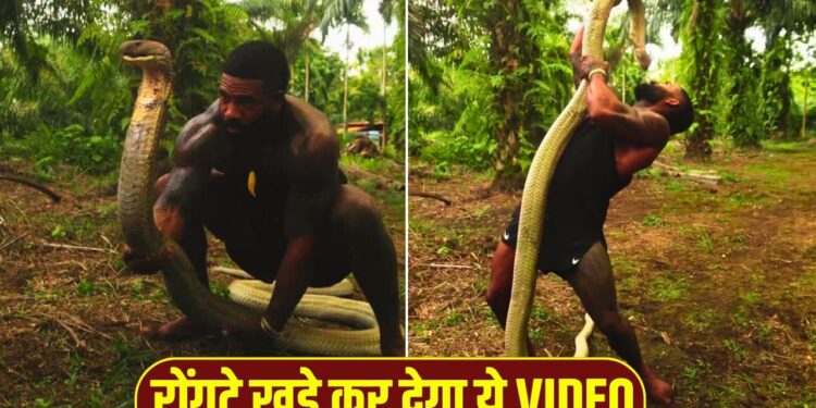 VIRAL: खतरनाक किंग कोबरा को शख्स ने हाथों से उठाया, सांप ने पलटकर ऐसे घूरा, VIDEO देख रोंगटे खड़े हो जाएंगे