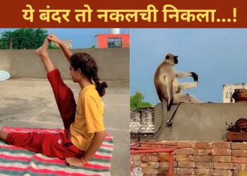 लड़की को देख बंदर भी करने लगा योगा, क्या आपने देखा ये मजेदार VIDEO?