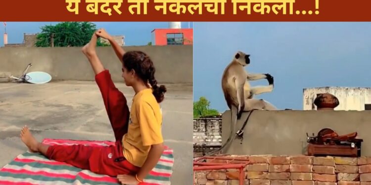 लड़की को देख बंदर भी करने लगा योगा, क्या आपने देखा ये मजेदार VIDEO?