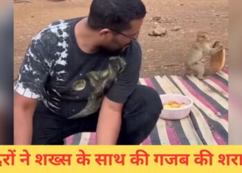 जंगल में पिकनिक मनाने गया बंदा, बंदरों ने ले ली मौज, देखिए क्या किया-VIDEO