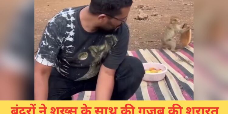 जंगल में पिकनिक मनाने गया बंदा, बंदरों ने ले ली मौज, देखिए क्या किया-VIDEO