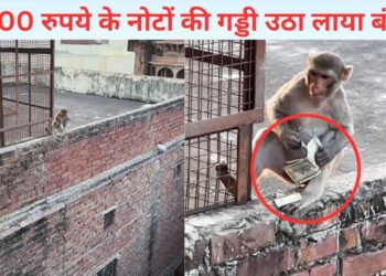 VIDEO: बंदर के हाथ में दिखे 500-500 के ढेर सारे नोट, फिर जो हुआ…देखकर मजा आ जाएगा