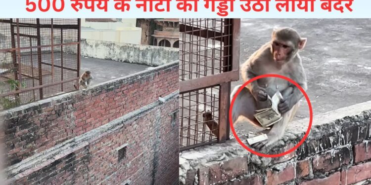 VIDEO: बंदर के हाथ में दिखे 500-500 के ढेर सारे नोट, फिर जो हुआ…देखकर मजा आ जाएगा