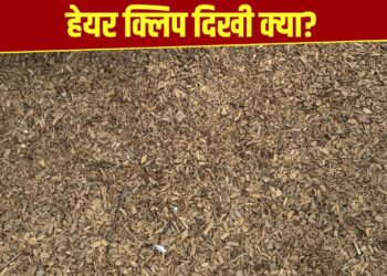 दिमाग का दही कर देगी ये तस्वीर! बताइए क्या आपको इसमें कोई हेयर क्लिप दिखी?