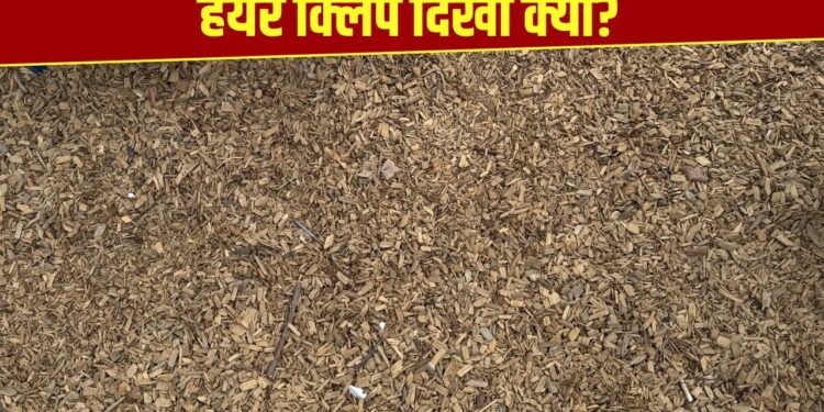 दिमाग का दही कर देगी ये तस्वीर! बताइए क्या आपको इसमें कोई हेयर क्लिप दिखी?