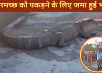 रोड पर निकला मगरमच्छ, पकड़ने के लिए जुटी भीड़, VIDEO देख सिहर उठेंगे!