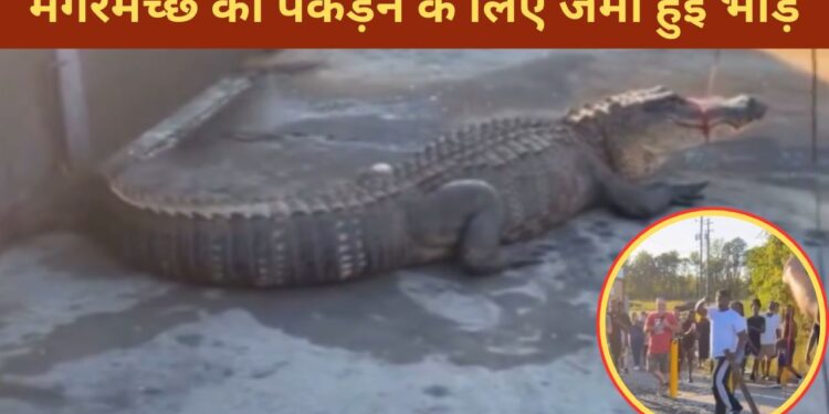 रोड पर निकला मगरमच्छ, पकड़ने के लिए जुटी भीड़, VIDEO देख सिहर उठेंगे!