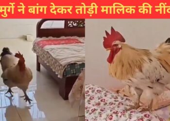 सुबह देर तक सो रहा था मालिक, मुर्गे ने यूं बांग देकर उठाया; मजेदार है ये VIDEO