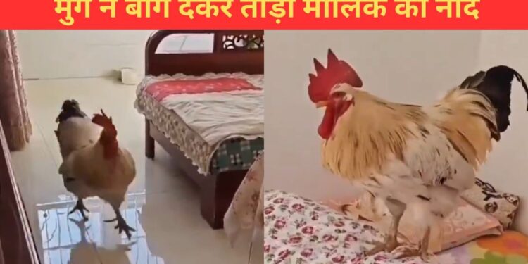 सुबह देर तक सो रहा था मालिक, मुर्गे ने यूं बांग देकर उठाया; मजेदार है ये VIDEO