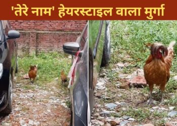 मुर्गे का हेयरस्टाइल देख लोगों को आई ‘तेरे नाम’ की याद, VIDEO धड़ल्ले से हो रहा वायरल