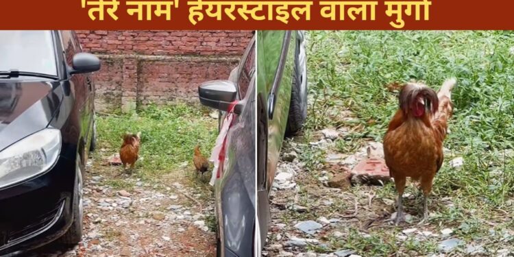 मुर्गे का हेयरस्टाइल देख लोगों को आई ‘तेरे नाम’ की याद, VIDEO धड़ल्ले से हो रहा वायरल