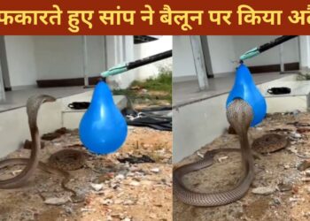 बैलून को दुश्मन समझ बैठा सांप, फिर देखिए फुंफकार मारते हुए क्या किया; चौंका देगा VIDEO