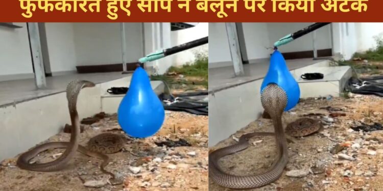 बैलून को दुश्मन समझ बैठा सांप, फिर देखिए फुंफकार मारते हुए क्या किया; चौंका देगा VIDEO