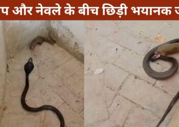 सांप और नेवले की लड़ाई में कौन जीता? वायरल VIDEO देख रह जाएंगे शॉक्ड