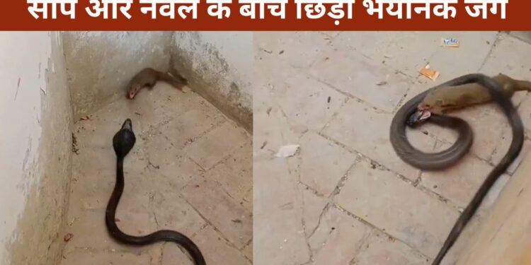 सांप और नेवले की लड़ाई में कौन जीता? वायरल VIDEO देख रह जाएंगे शॉक्ड