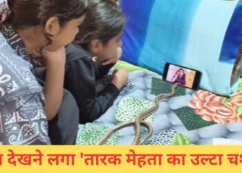 VIDEO: सांप को भी लग गई ‘तारक मेहता का उल्टा चश्मा’ देखने की लत, यकीन न हो तो खुद देख लें
