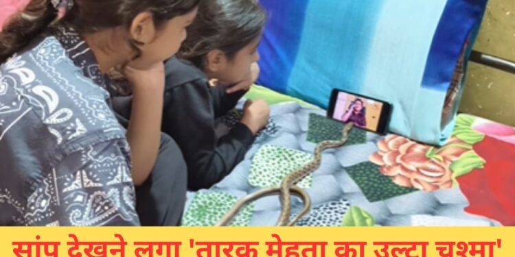 VIDEO: सांप को भी लग गई ‘तारक मेहता का उल्टा चश्मा’ देखने की लत, यकीन न हो तो खुद देख लें