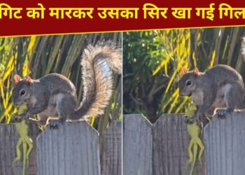 ये गिलहरी तो राक्षस निकली! गिरगिट को मारकर खा गई, VIDEO देख चौंक जाएंगे