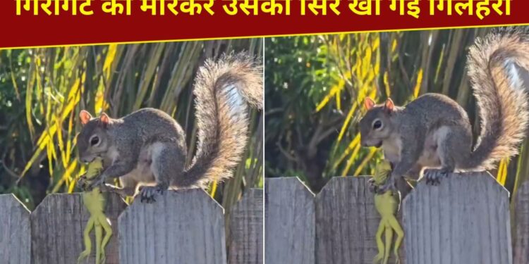 ये गिलहरी तो राक्षस निकली! गिरगिट को मारकर खा गई, VIDEO देख चौंक जाएंगे