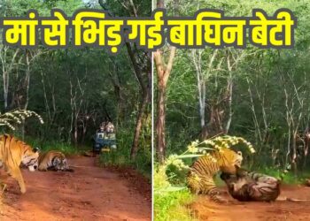Viral Video: टेरिटरी के लिए मां से भिड़ी बाघिन बेटी, फिर हुई भयंकर खूनी फाइट, देखिए किसकी हुई जीत