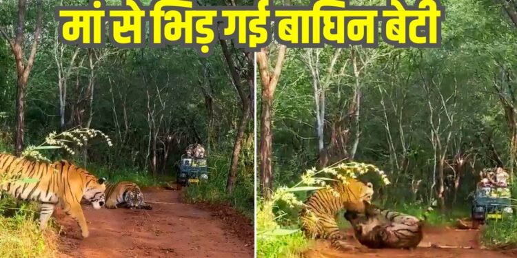 Viral Video: टेरिटरी के लिए मां से भिड़ी बाघिन बेटी, फिर हुई भयंकर खूनी फाइट, देखिए किसकी हुई जीत