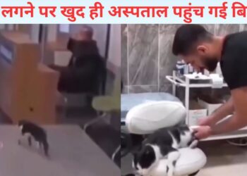 VIDEO: चोट लगी तो खुद ही डॉक्टर के पास पहुंच गई बिल्ली, देखिए फिर क्या हुआ