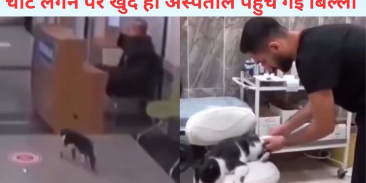 VIDEO: चोट लगी तो खुद ही डॉक्टर के पास पहुंच गई बिल्ली, देखिए फिर क्या हुआ