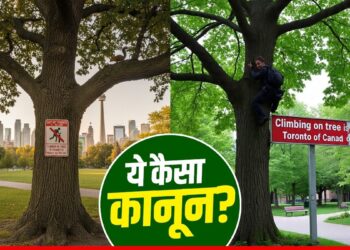 पेड़ पर चढ़े या लगाया झूला तो ₹60 लाख का लगेगा जुर्माना! इस देश में क्यों है अनोखा कानून? | Tree climbing Is Ban In Toronto Canada, Know The Reason And Law Behind