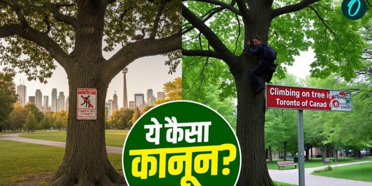 पेड़ पर चढ़े या लगाया झूला तो ₹60 लाख का लगेगा जुर्माना! इस देश में क्यों है अनोखा कानून? | Tree climbing Is Ban In Toronto Canada, Know The Reason And Law Behind
