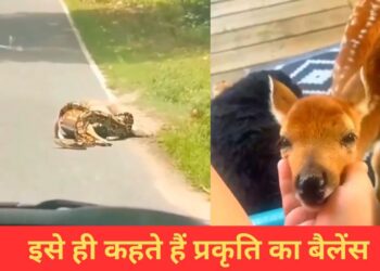 VIDEO: अजगर ने हिरण का किया शिकार, उसके बाद जो हुआ…देख खुश हो जाएगा दिल