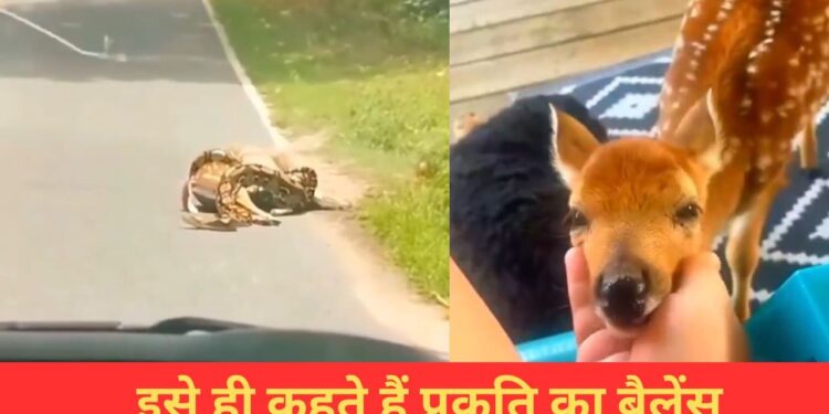VIDEO: अजगर ने हिरण का किया शिकार, उसके बाद जो हुआ…देख खुश हो जाएगा दिल