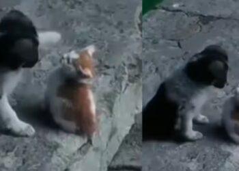 Viral Video: कुत्ते और बिल्ली में दिखी जबरदस्त दोस्ती, वीडियो देख पक्का भूल जाएंगे इनकी दुश्मनी
