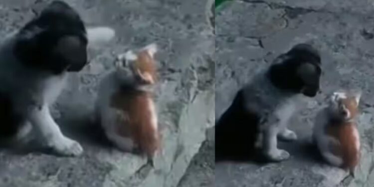 Viral Video: कुत्ते और बिल्ली में दिखी जबरदस्त दोस्ती, वीडियो देख पक्का भूल जाएंगे इनकी दुश्मनी