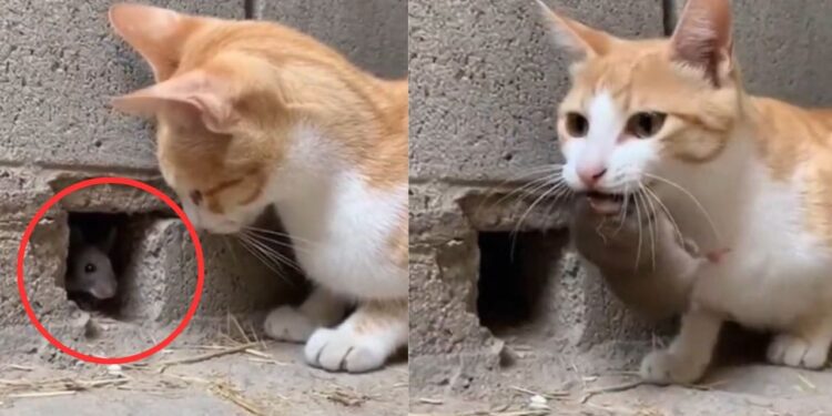 Viral Video: बिल्ली ने बिजली की रफ्तार से किया चूहे का शिकार, देख आपको भी नहीं होगा यकीन