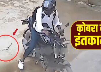 Viral Video: कुचलने पर कोबरा ने बाइकर से यूं लिया बदला, वीडियो देख चौंक जाएंगे