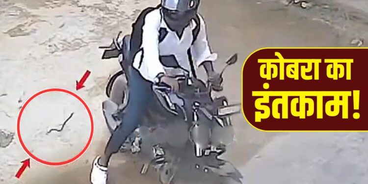 Viral Video: कुचलने पर कोबरा ने बाइकर से यूं लिया बदला, वीडियो देख चौंक जाएंगे