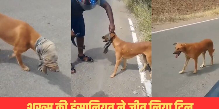 Viral Video: कैसे-कैसे लोग हैं? कुत्ते के साथ की ऐसी हरकत, वीडियो देखते ही भड़क गए यूजर्स