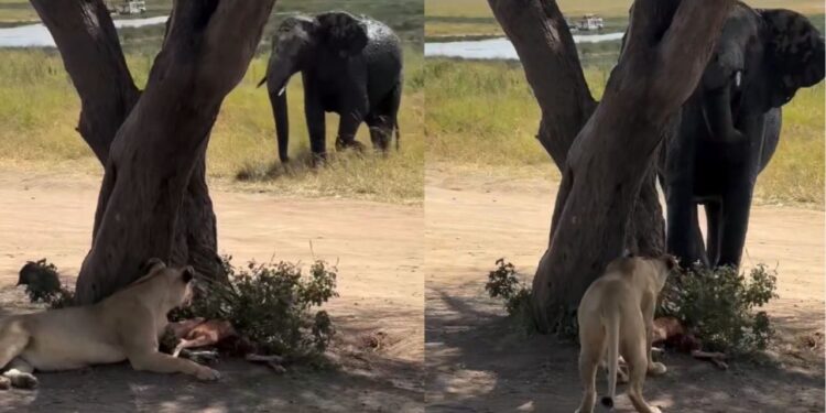 Viral Video: जब हाथी और शेरनी का हुआ आमना-सामना, फिर देखिए क्या हुआ, नजारा चौंका देगा