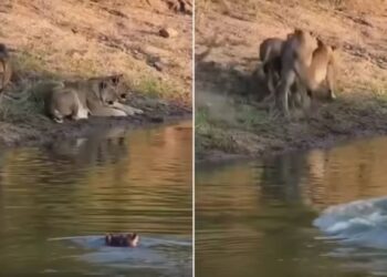 Viral Video: दरियाई घोड़े ने शेर को दिखाई उसकी औकात, एक झटके में जंगल के राजा की निकाल दी हेकड़ी