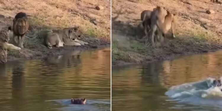 Viral Video: दरियाई घोड़े ने शेर को दिखाई उसकी औकात, एक झटके में जंगल के राजा की निकाल दी हेकड़ी
