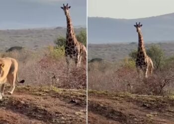 Viral Video: जंगल में दिखी जीवन की रेस, जिराफ पर झपट्टा शेर…उधर पलटा पूरा गेम